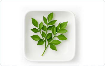 Butcher's Broom extract